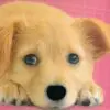 Toca Y Siente Animales Bebés
