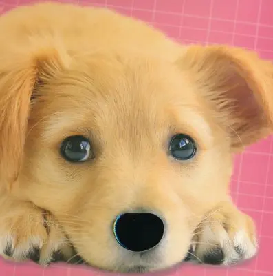 Toca Y Siente Animales Bebés